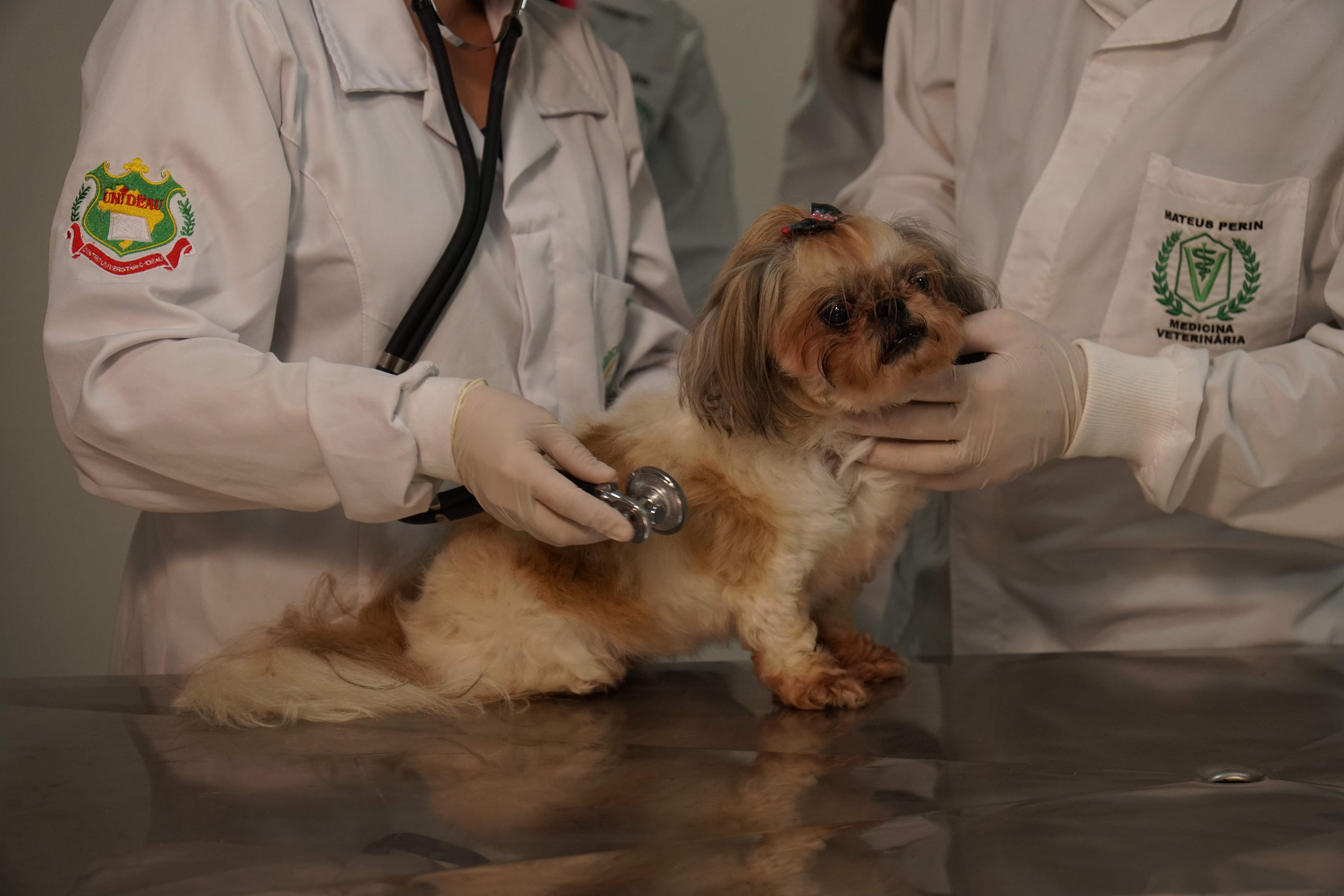 Medicina Veterinária