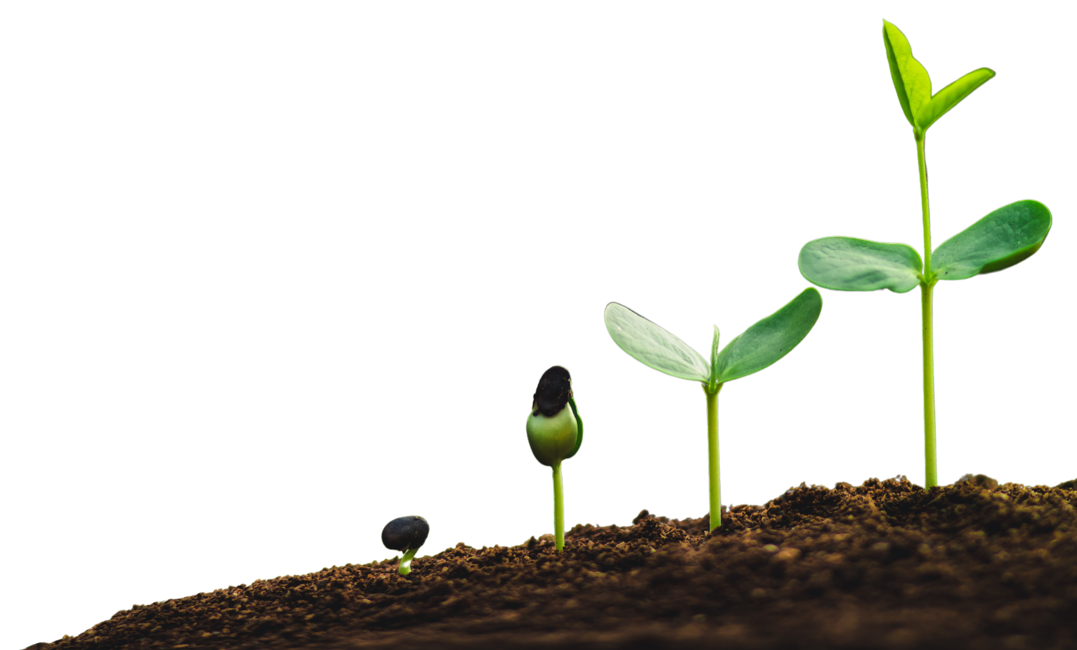 Análise Quimica Completa (Macronutrientes e Micronutrientes)