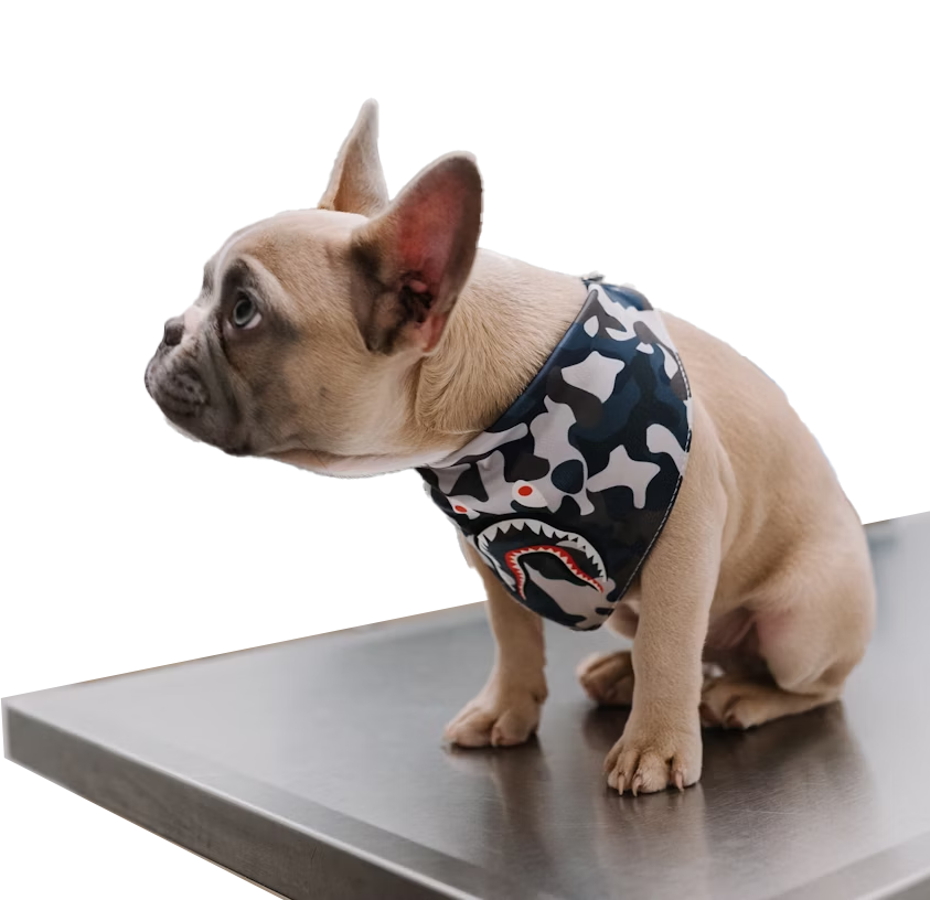 Internação e Isolamento